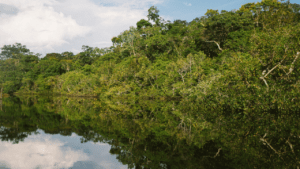 Empresa brasileira aposta em NFT como resposta para salvar Amazônia