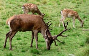 Nova variante do Covid é encontrada em cervos